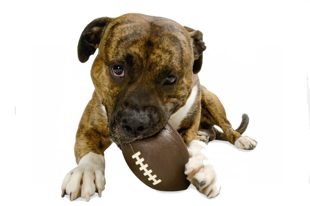 Hundespielzeug für große Hunde Football • UNIQUE DOG