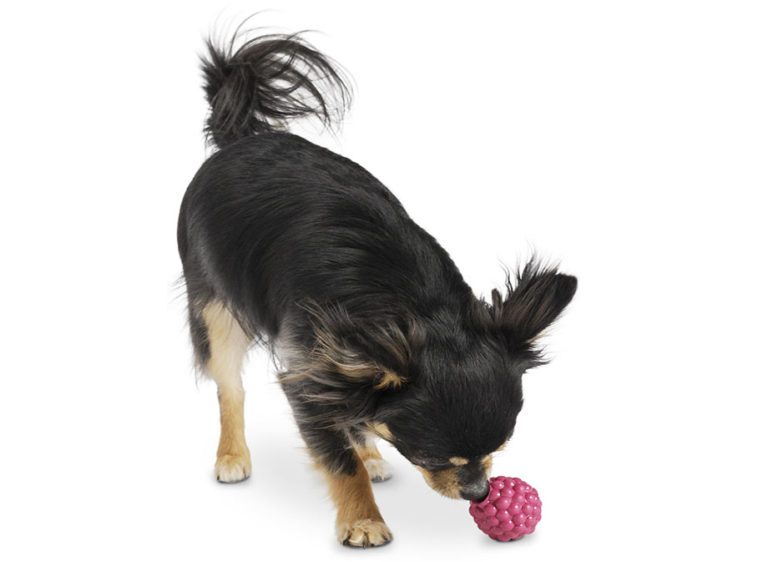 Hundespielzeug für kleine Hunde Himbeere • UNIQUE DOG