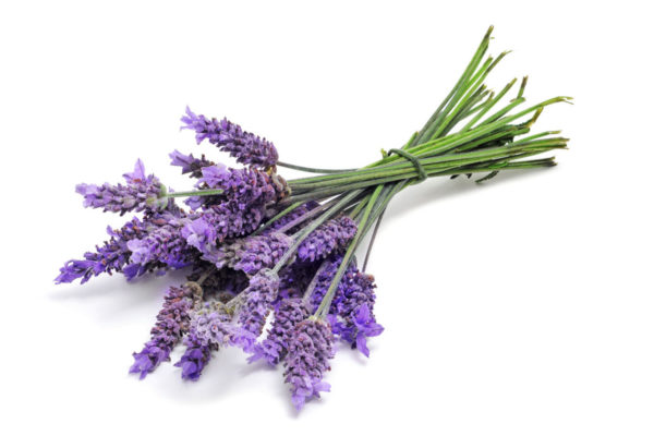 aeterisches oel lavendel pflanze