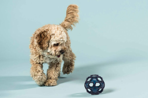Hundespielzeug Sternenball