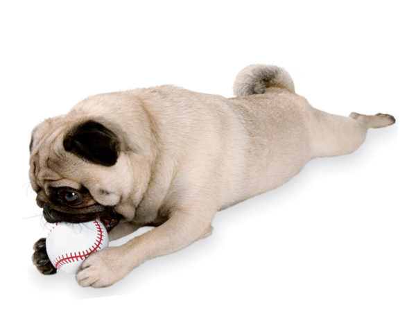 Baseball für Hunde - von Planet Dog mit einem Mops