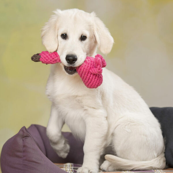 Hundespielzeug aus Baumwolle - auf für Welpen