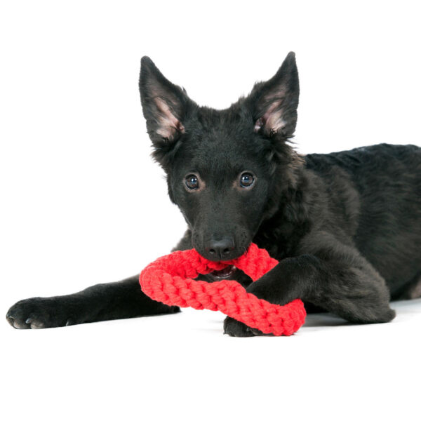 Zerrspielzeug für Hunde: HERTHA HEART