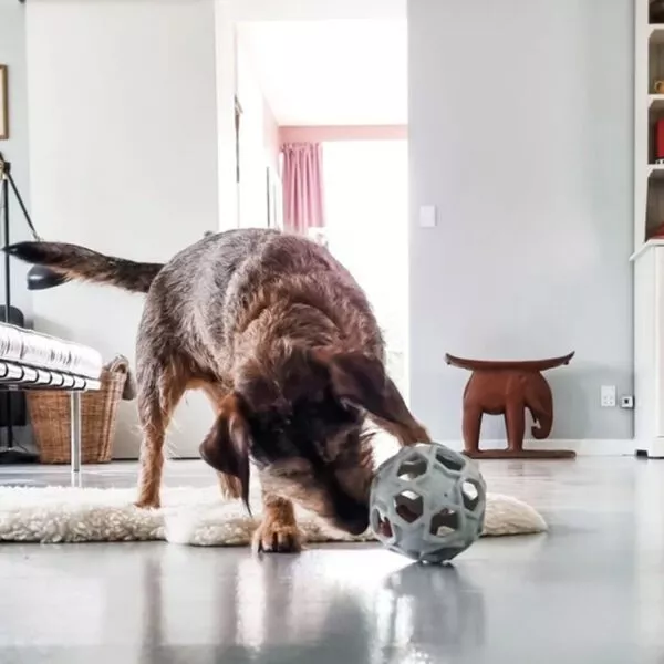 Interaktives Hundespielzeug indoor und outdoor