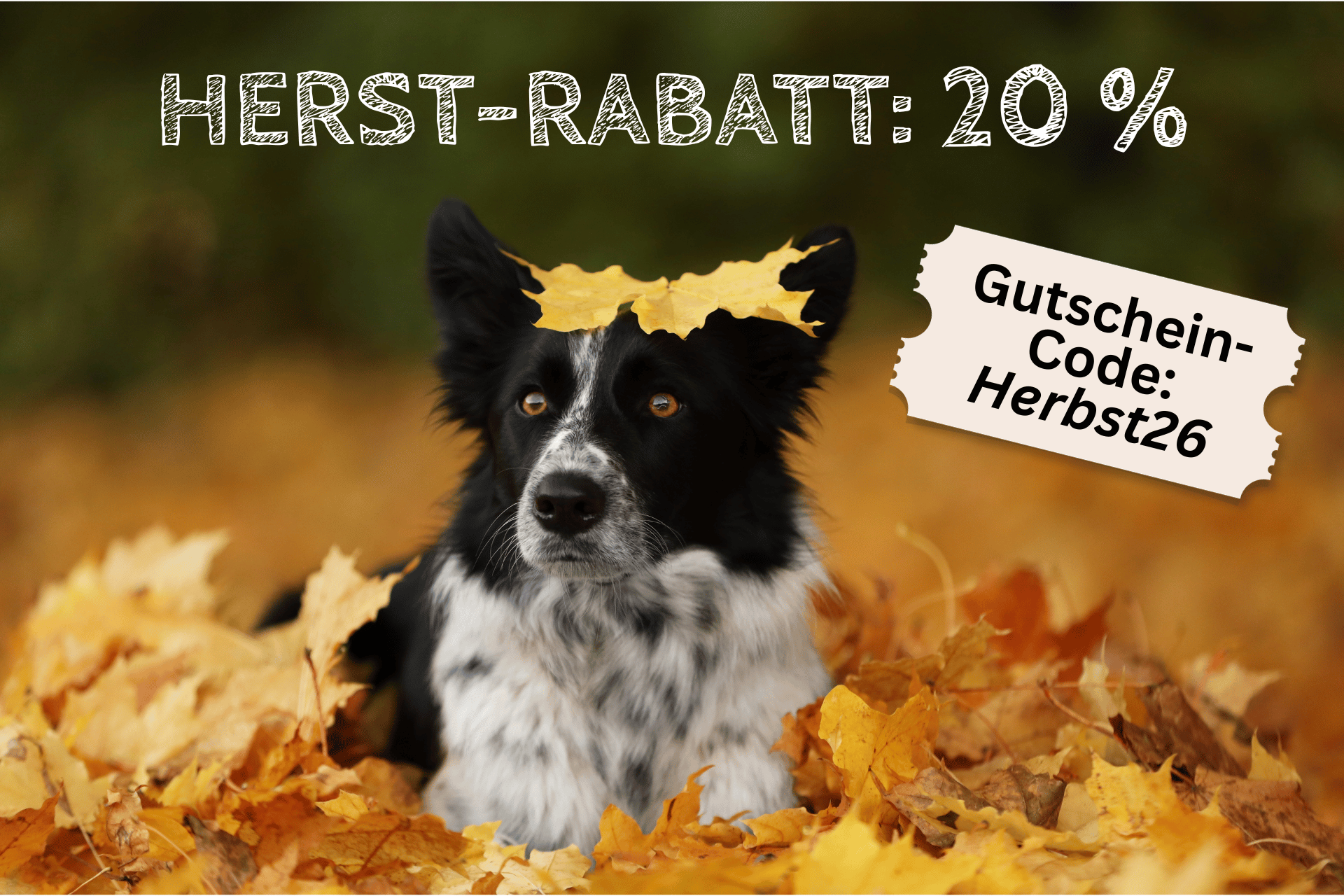 20-Prozent-Herbst-Rabatt-UNIQUE-DOG 20 % Herbst-Rabatt bei UNIQUE DOG